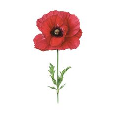 a single red flower on a white background