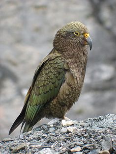 a green and brown bird sitting on top of a pile of gravel next to rocks