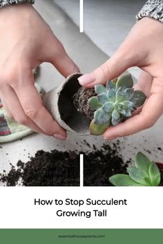 someone is holding a potted plant with dirt in it and the words how to stop succulent growing tall