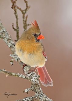 a red and yellow bird sitting on top of a tree branch with snow around it