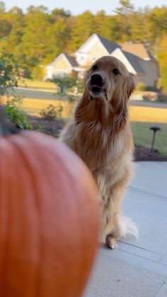 a golden retriever standing next to two pumpkins