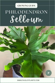 a houseplant plant with the title growing guide philodendron seloum