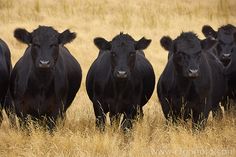 a herd of black cows standing next to each other on a dry grass covered field