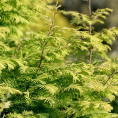 a close up of some green leaves on a tree