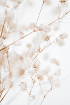 some white flowers are in the air on a sunny day