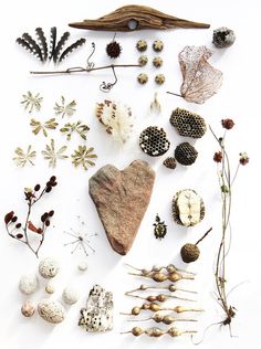 an assortment of plants and rocks on a white surface