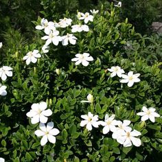 some white flowers are growing in the bushes