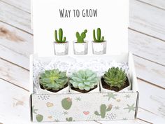 three succulents in a box with a happy new home card