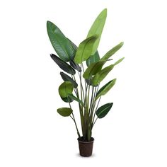 a potted plant with large green leaves in it's centerpiece on a white background