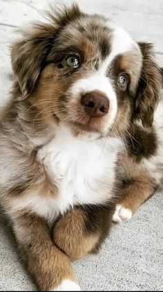 a brown and white dog laying on the ground