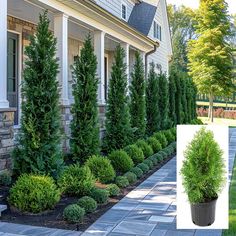 Trade Gallon Arborvitae Green Giant Landscape Pots Front Yards, Farmhouse Landscaping Ideas Front Yards, Hearty Landscaping Plants, Arborvitae Christmas Decor, Skyrocket Juniper Privacy, Cape Honeysuckle Hedge, Shop Landscaping Ideas, Outdoor Ivy Wall, Front Yard Evergreen Landscaping Ideas