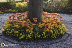 the flowers are blooming all around the tree in the garden area, and it's hard to tell what color they are