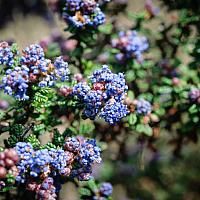 small blue flowers with green leaves in the foreground