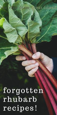 a person holding up some red and green leaves with their hands on the end of them