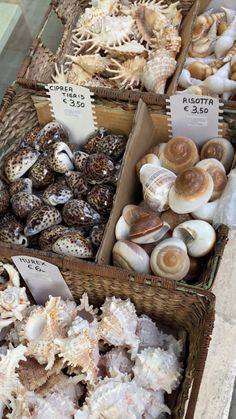 several baskets filled with different types of sea shells