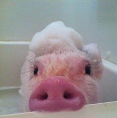 a close up of a pig in a bathtub with its nose sticking out from the tub