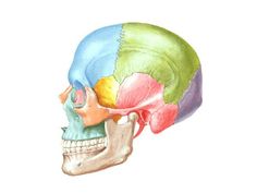 an image of a human skull with different colored parts on it's head and neck