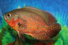 a close up of a fish in an aquarium with blue and green algae behind it