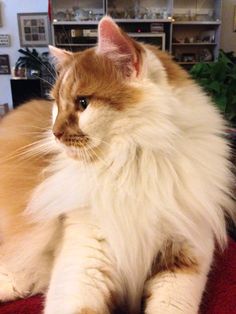 an orange and white cat laying on top of a red rug