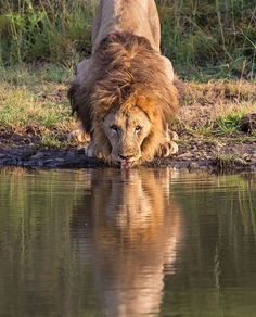 a lion drinking water from a body of water