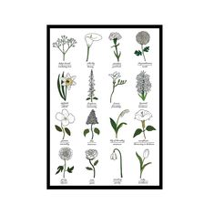 an illustration of flowers and their names in black framed paper on a white wall with a black frame