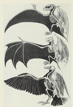 three black and white drawings of birds with wings spread out, one bird is in the air