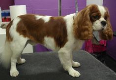 a brown and white dog standing on top of a table next to a purple wall