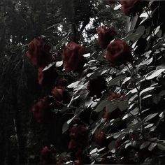 black and white photograph of red roses in the woods