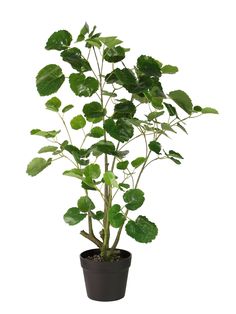 a potted plant with lots of green leaves