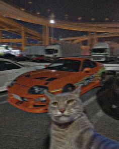 a cat sitting in the middle of a parking lot next to some cars and trucks