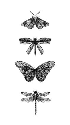 three different types of dragonflies in black and white