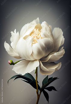 a large white flower with green leaves on a gray and black background is photographed in this image