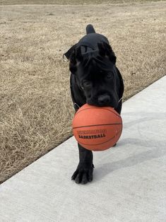 a black dog carrying a basketball down a sidewalk in front of some dry grass and trees