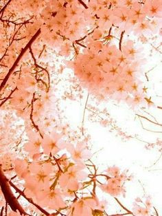 pink flowers are blooming on the branches of trees in front of a white sky