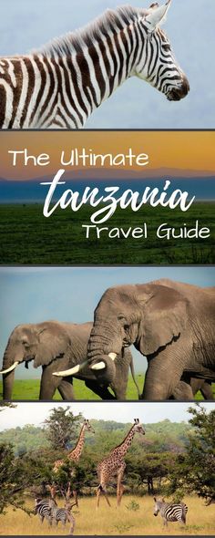 the ultimate savannah travel guide with pictures of zebras, giraffes and elephants