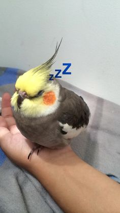 a small bird sitting on top of someone's hand