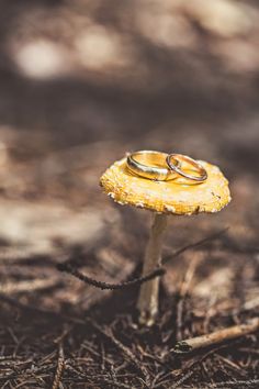 two wedding rings sitting on top of a yellow mushroom in the woods with brown grass