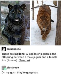 two pictures of different types of animals in the wild