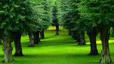 a row of trees in the middle of a green field