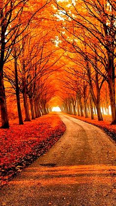 an empty road surrounded by trees with orange leaves