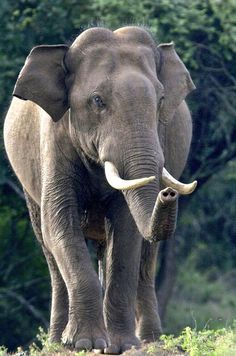 an elephant with tusks walking in the grass