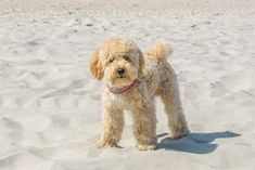 a small dog standing on top of a sandy beach