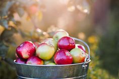 a metal bucket filled with lots of red and green apples in the sunbeams