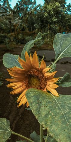 a large sunflower is blooming in the field