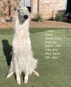 a large white dog sitting on top of a lush green field