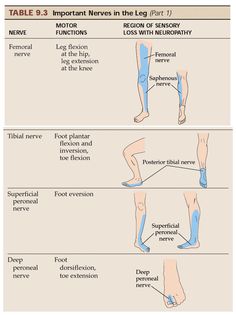 the different types of legs and their functions