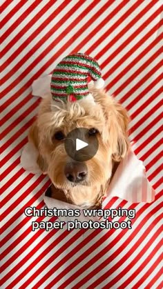 a dog wearing a christmas hat looking up at the camera with an ad in front of it