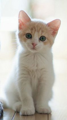 an orange and white kitten sitting on top of a wooden floor