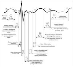 a diagram showing the various phases of an experiment