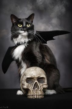 a black and white cat sitting next to a skull